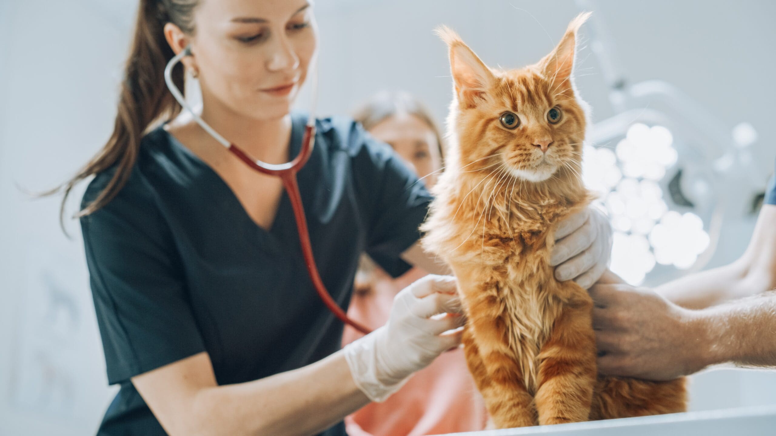 Veterinarian examining a pet with support from reliable IT infrastructure