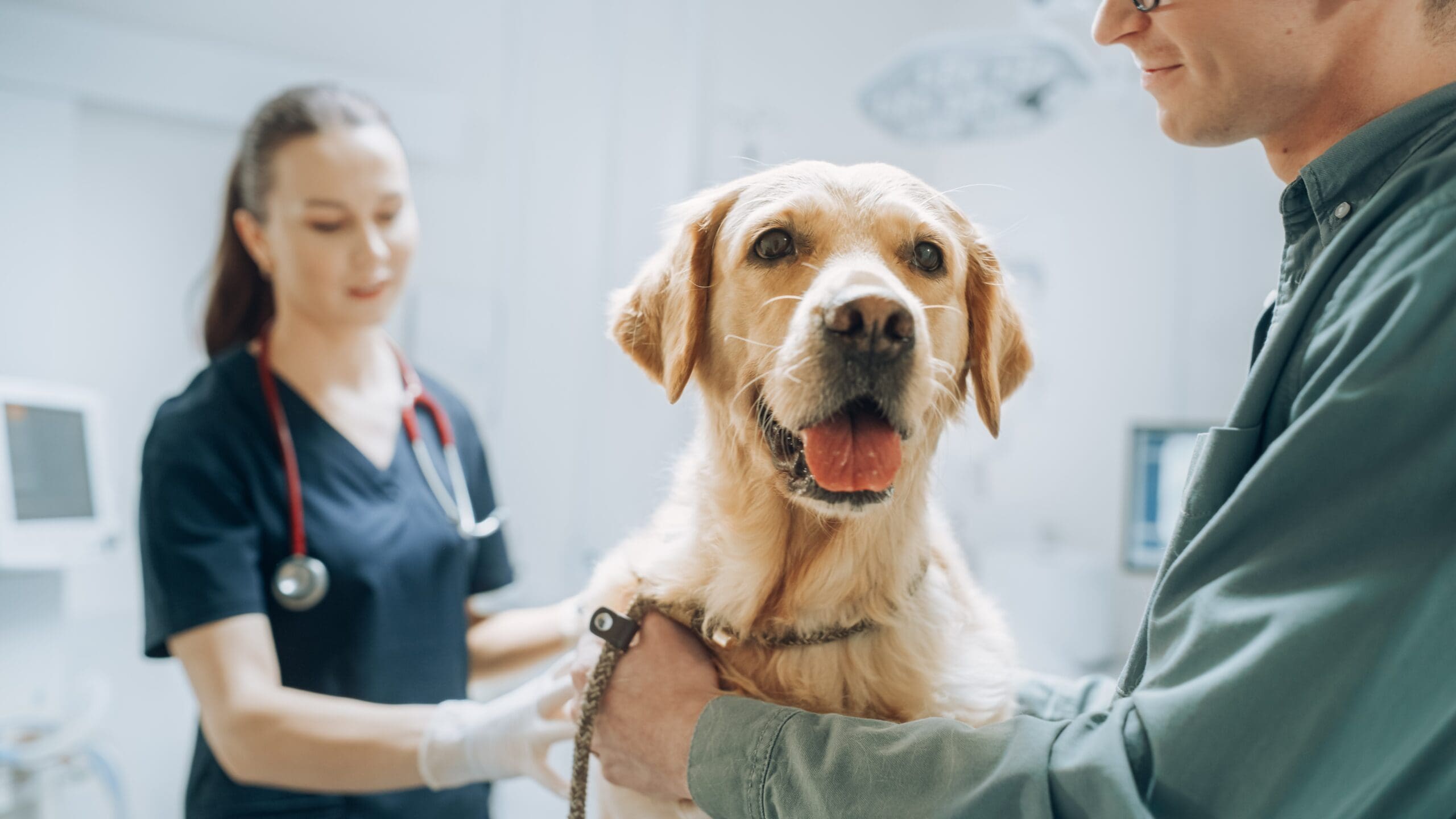 Golden Retriever on exam table at a modern veterinary clinic in Tulsa